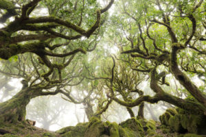Portugal, Madeira,d, UNESCO-world heritage, fog, path, grove, tree, moss, mystical, magical, landscape, green Portugal, Madeira,d, UNESCO-world heritage, fog, path, grove, tree, moss, mystical, magical, landscape, green